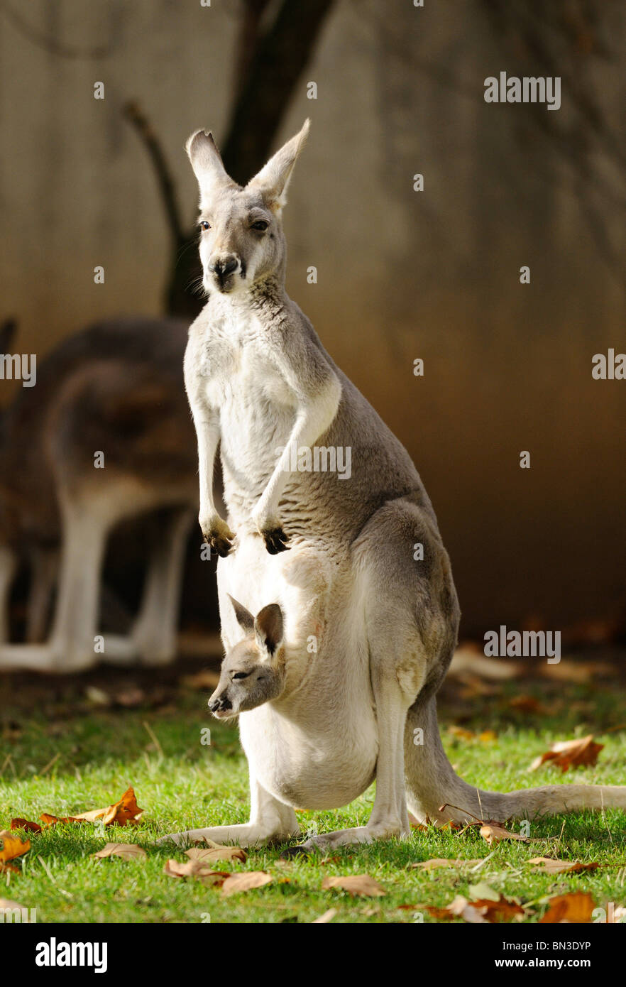 Giant canguro rosso (Macropus rufus) con joey in una custodia Foto Stock