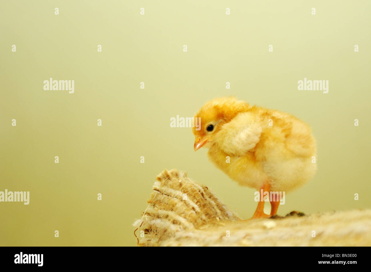 Chick contro sfondo giallo, close-up Foto Stock