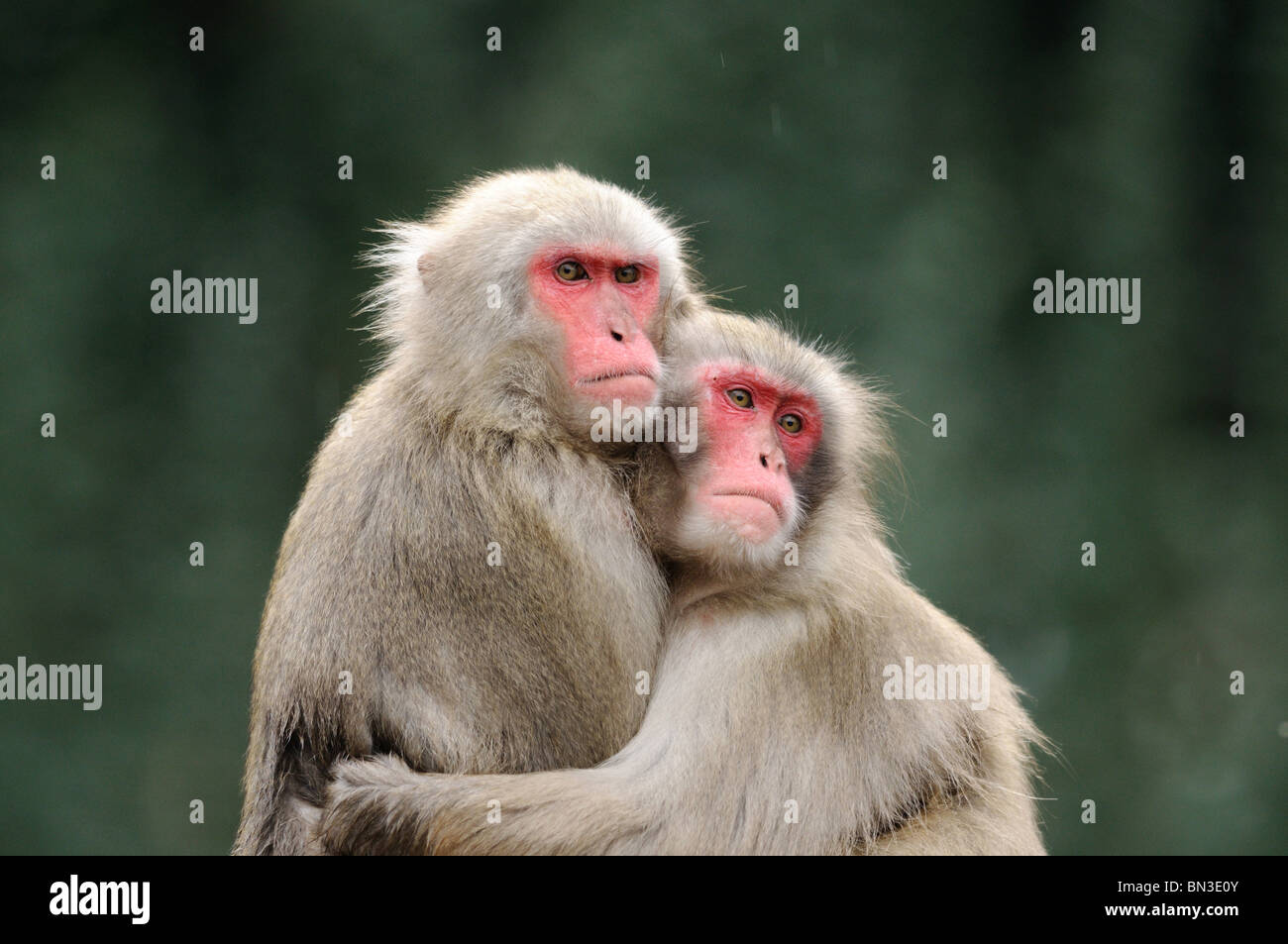 Due Red-di fronte makaks (Macaca fuscata) che abbraccia ogni altro Foto Stock