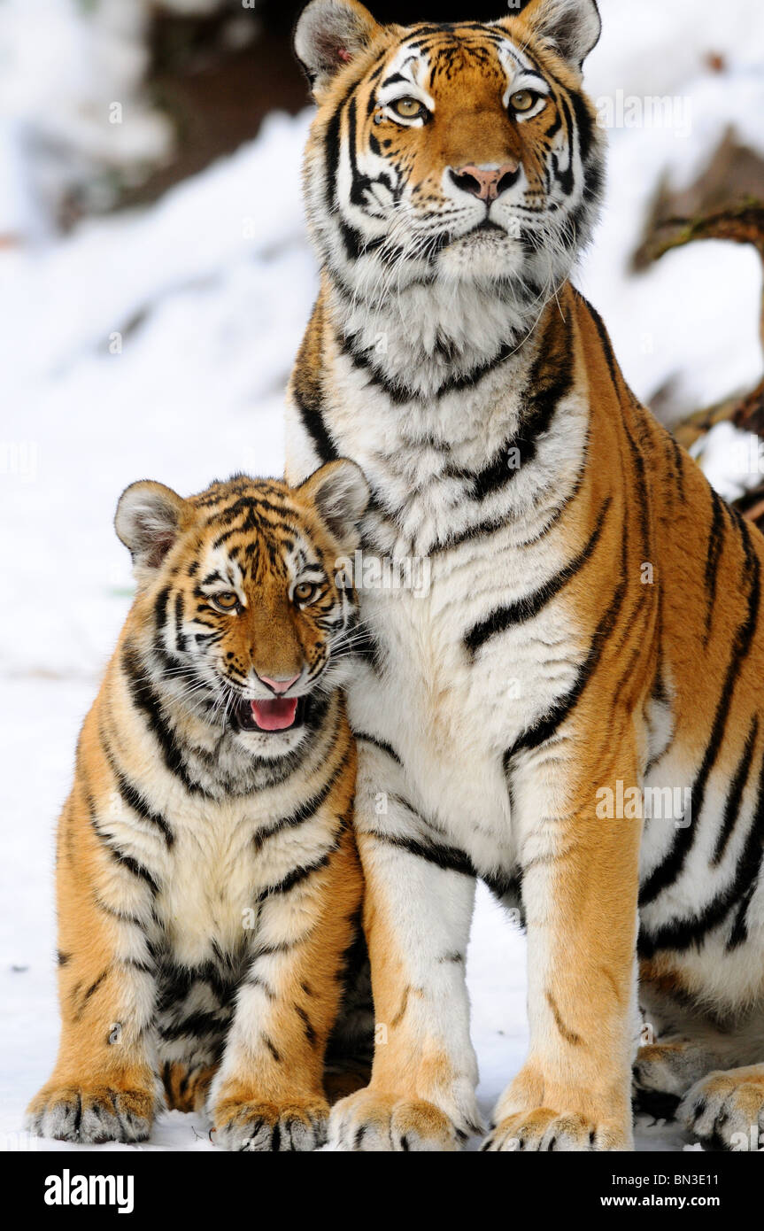 Tigre Siberiana (Panthera tigris altaica) e cub seduta nella neve, Baviera, Germania Foto Stock