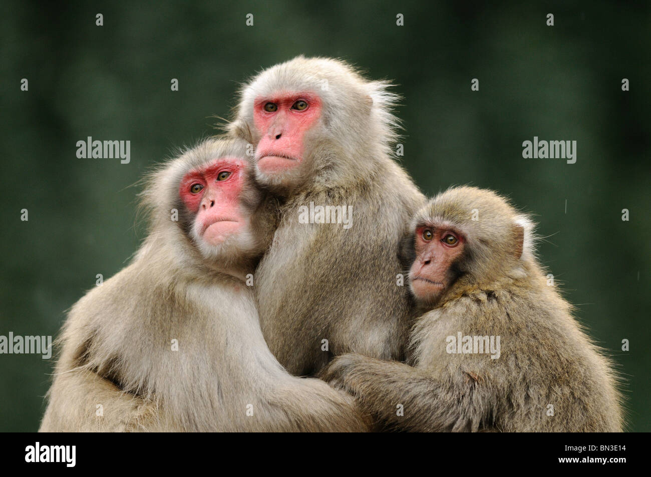 Tre rossi-di fronte makaks (Macaca fuscata) che abbraccia ogni altro Foto Stock