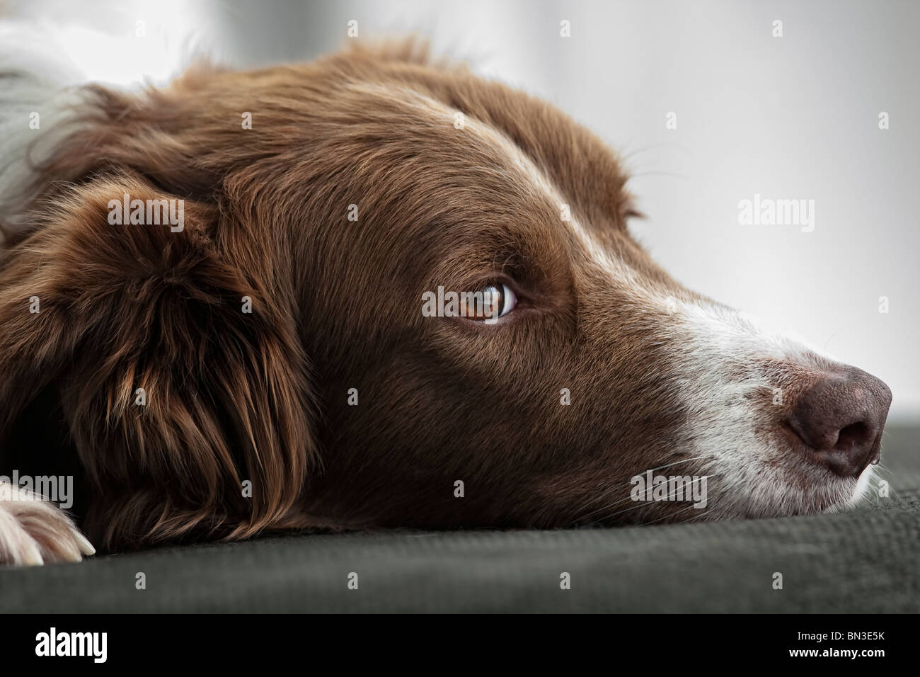 Border Collie sdraiato sul divano, ritratto Foto Stock