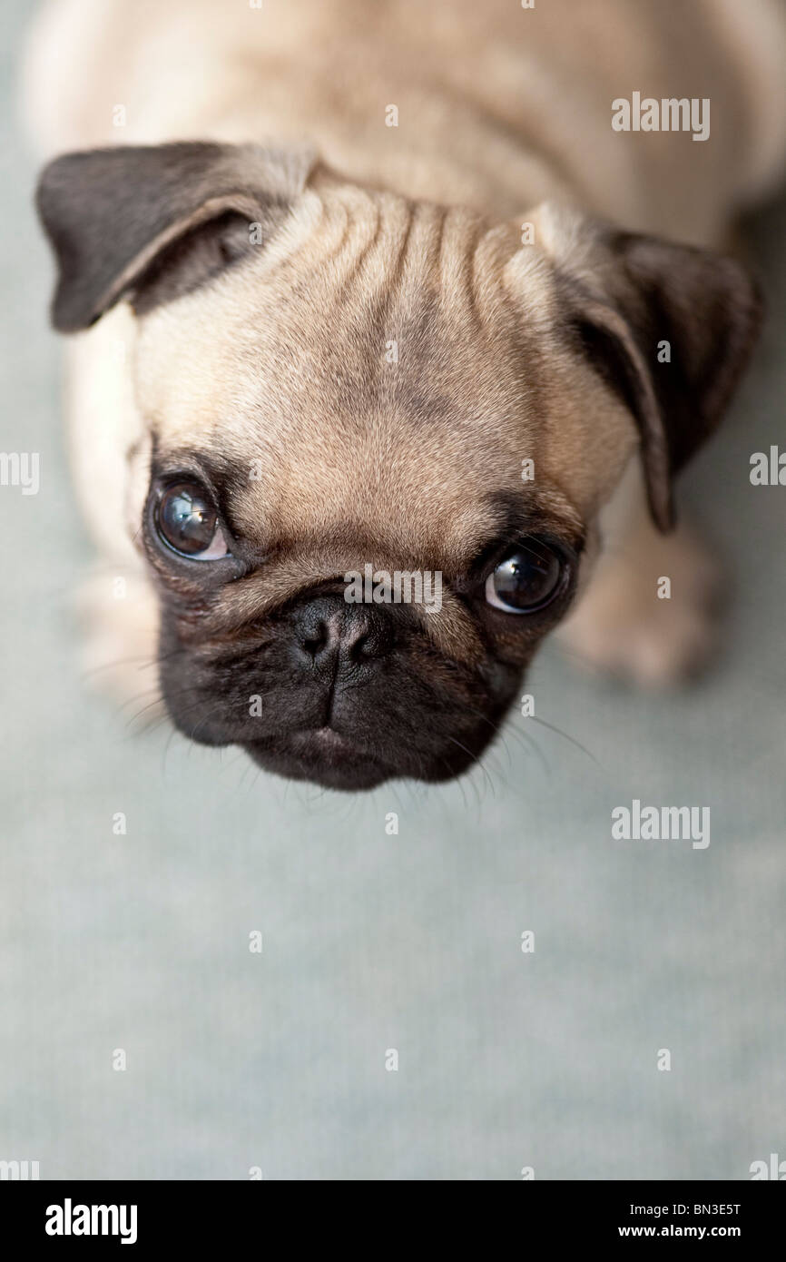 Pug cucciolo guardando la telecamera, ritratto Foto Stock