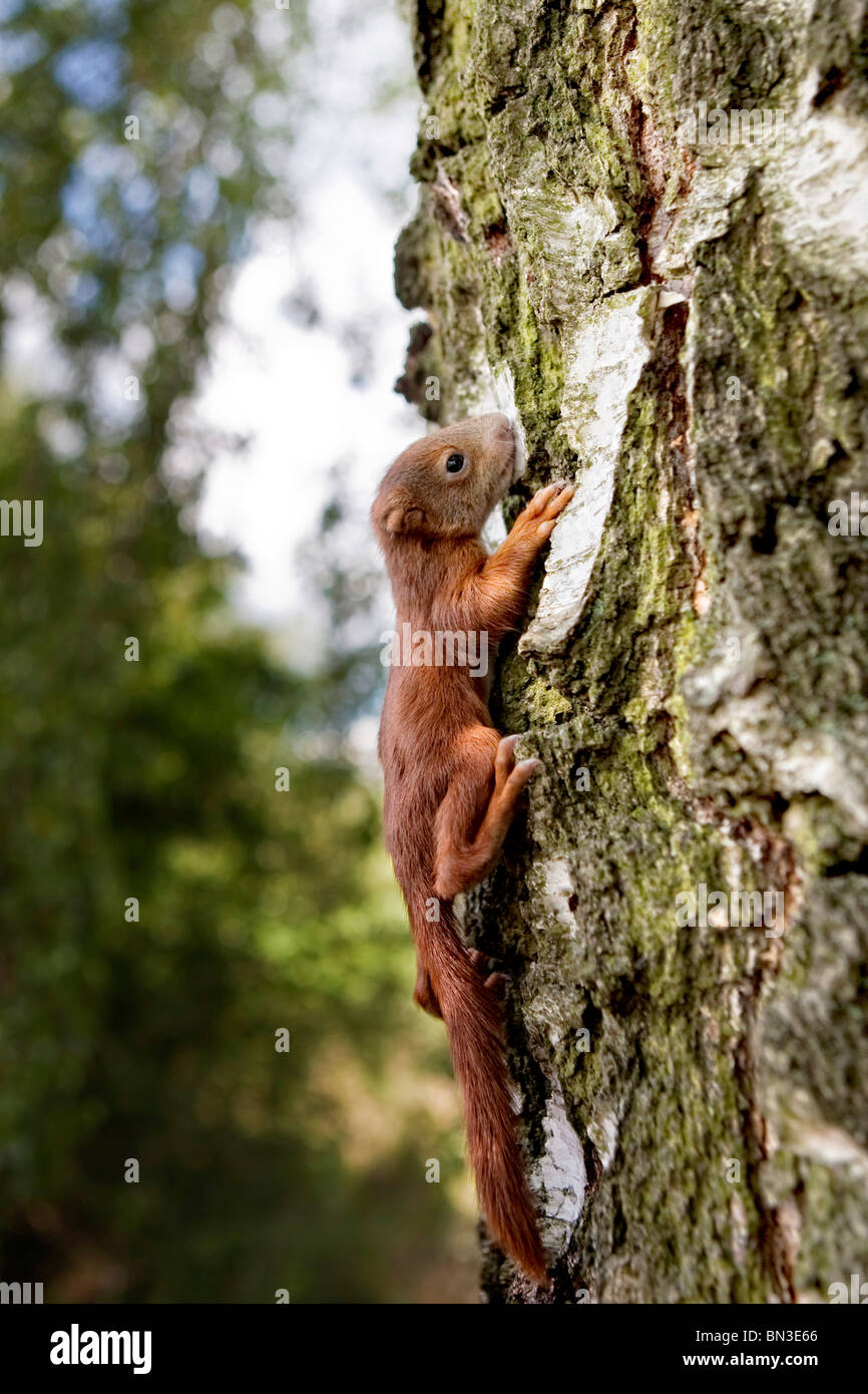 Lo scoiattolo arrampicata su un albero Foto Stock