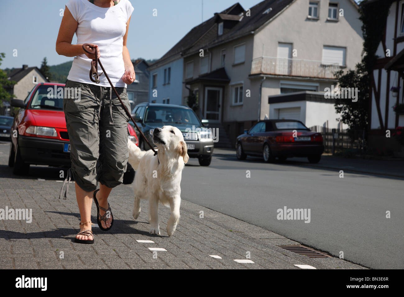 Golden Retriever (Canis lupus f. familiaris), Donna che cammina su un marciapiede con un legato di 8 settimane vecchio animale Foto Stock