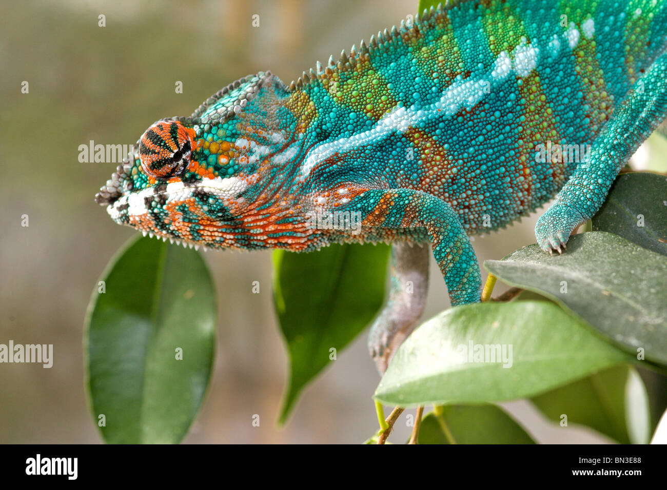 Furcifer Pardalis seduti su un ficus benjamini Foto Stock