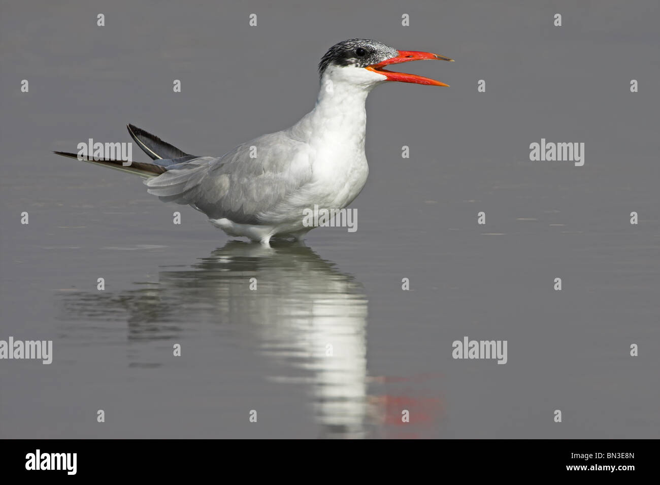 Caspian Tern (Hydroprogne caspia) cantare in acque poco profonde, vista laterale Foto Stock