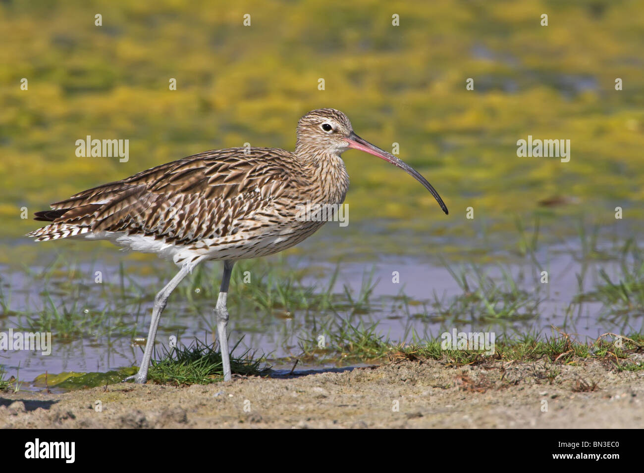 Eurasian Curlew (Numenius arquata) in piedi sul lungomare, vista laterale Foto Stock