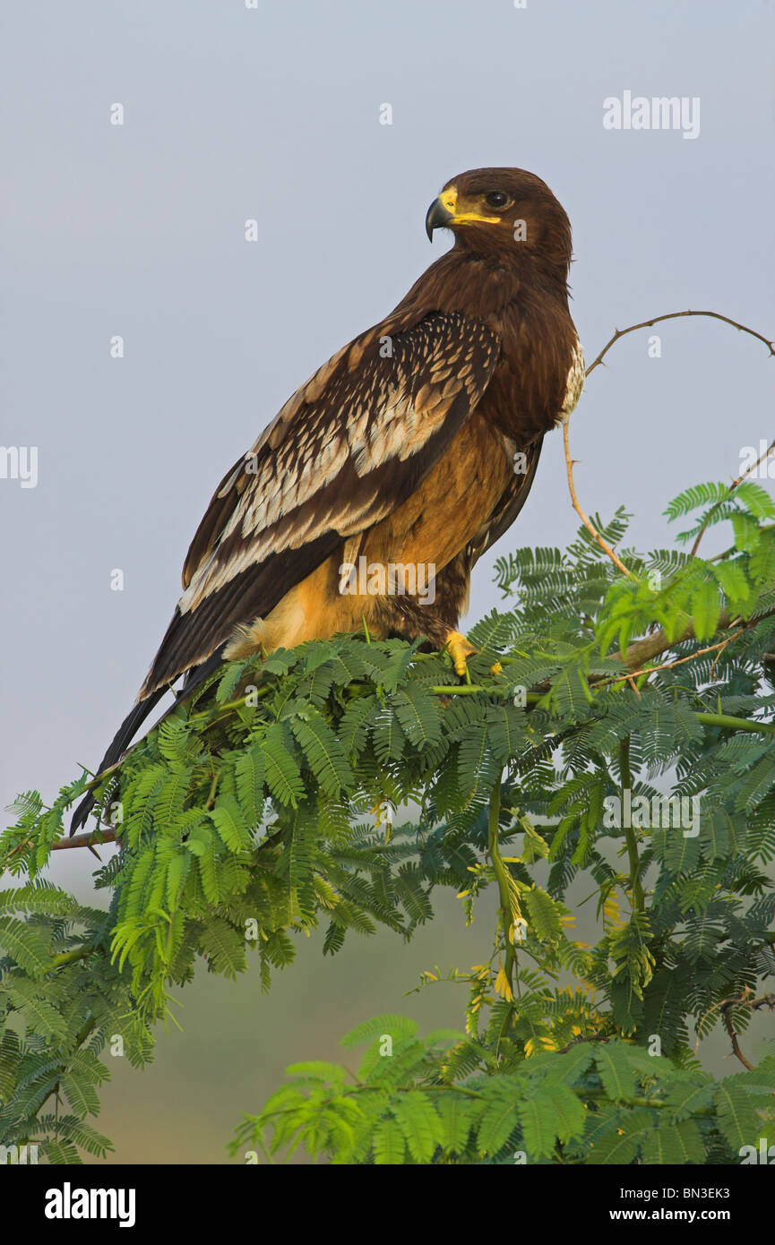 Maggiore Spotted Eagle (Aquila clanga) seduto su un ramo e a basso angolo di visione Foto Stock