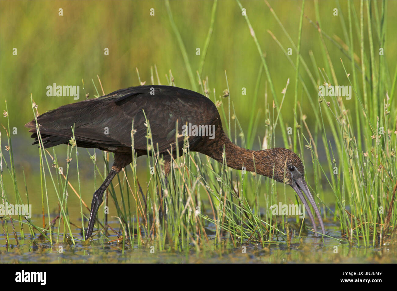 Ibis lucido (Plegadis falcinellus) in piedi in acqua Foto Stock