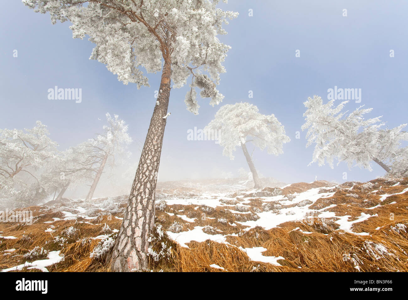 Coperte di neve pini (Pinus sylvestris) in montagna Untersberg, Berchtesgaden, Germania, a basso angolo di visione Foto Stock