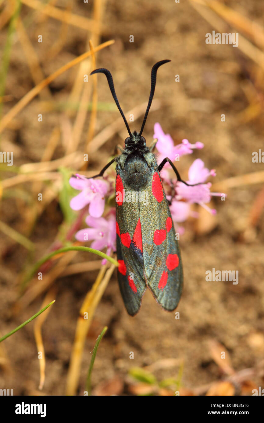 Sei Spot Burnett Moth rosso e blu su fiori selvaggi sul Polden Hills, Somerset, Inghilterra Foto Stock