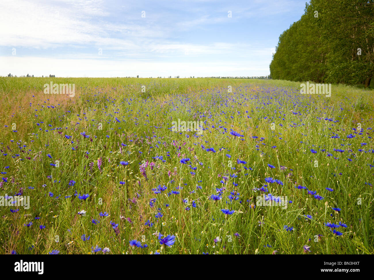 Bellissimo campo estivo con Daisy bianca e blu fiordaliso fiori. Foto Stock