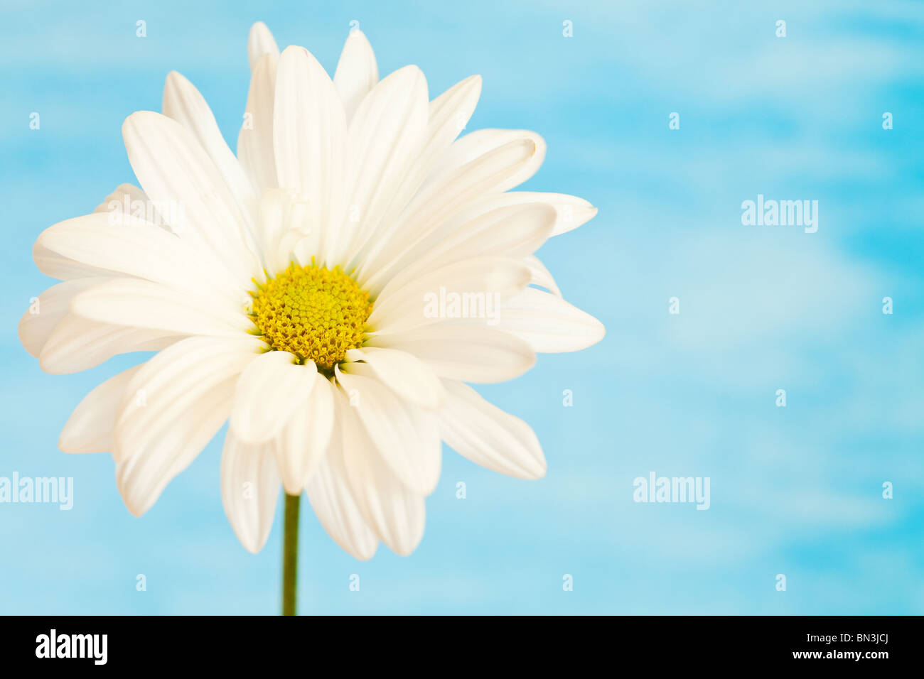 Il bianco e il giallo daisy su un handpained sfondo ad acquerello Foto Stock