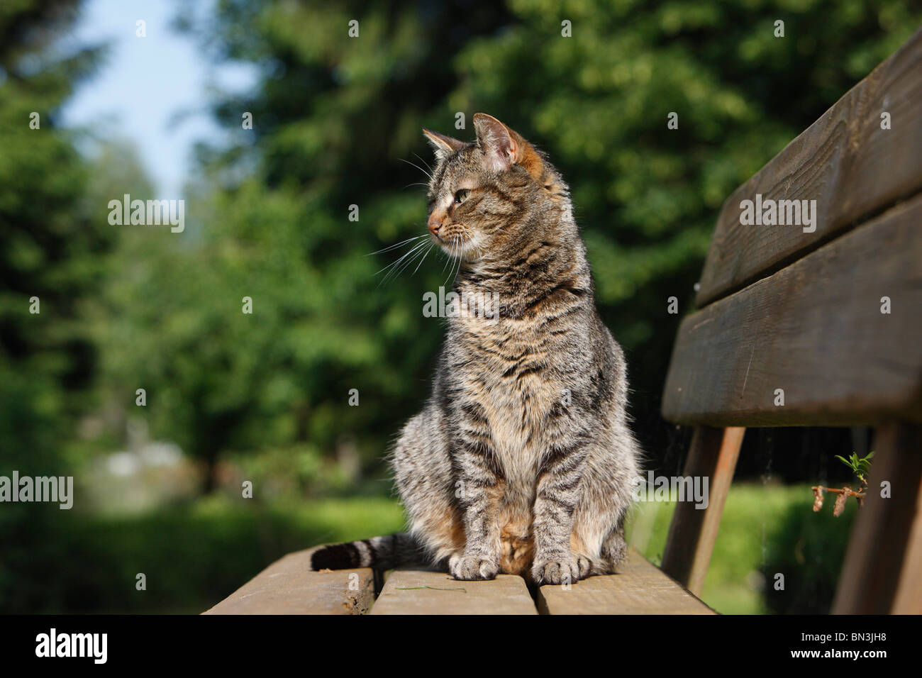 Il gatto domestico, il gatto di casa, European Shorthair (Felis silvestris f. catus), seduta su una panchina, Germania Foto Stock