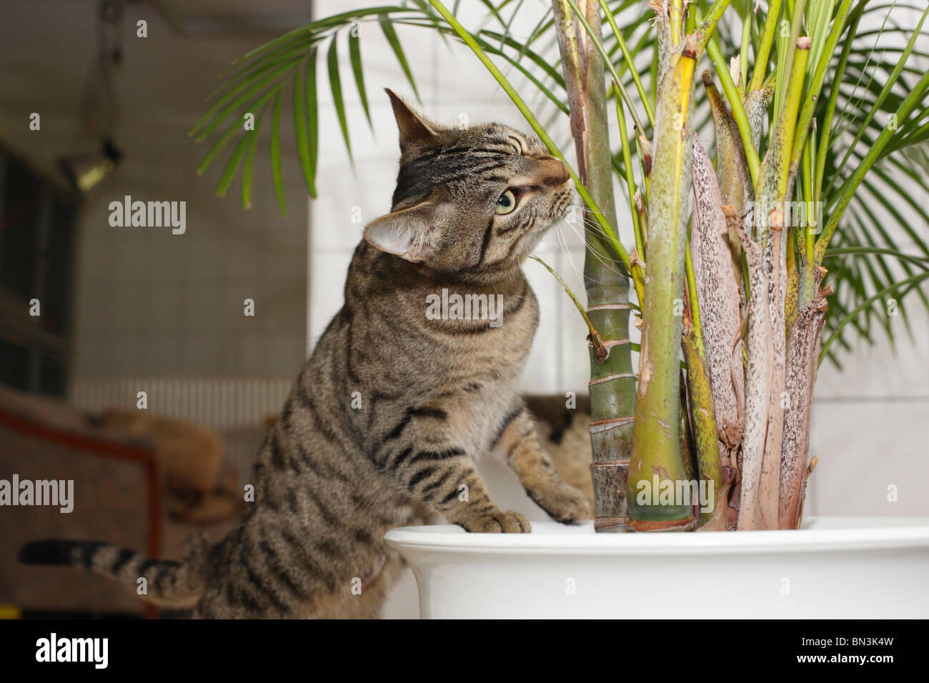 Il gatto domestico, il gatto di casa, European Shorthair (Felis silvestris f. catus), Tomcat sniffing presso un impianto indoor, Germania Foto Stock