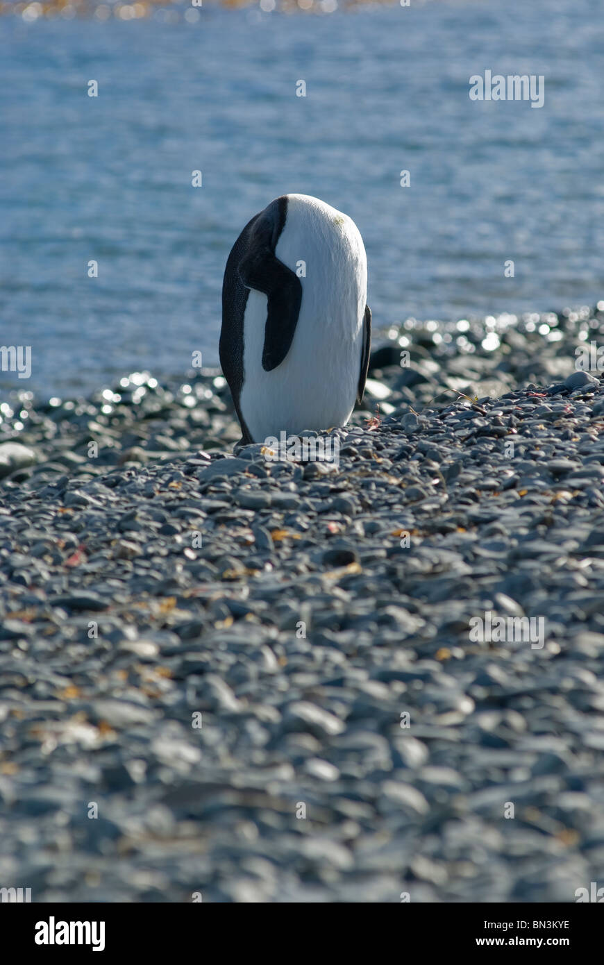 Un pinguino reale, Aptenodytes patagonicus, preening, apparentemente decapitati, Georgia del Sud Foto Stock