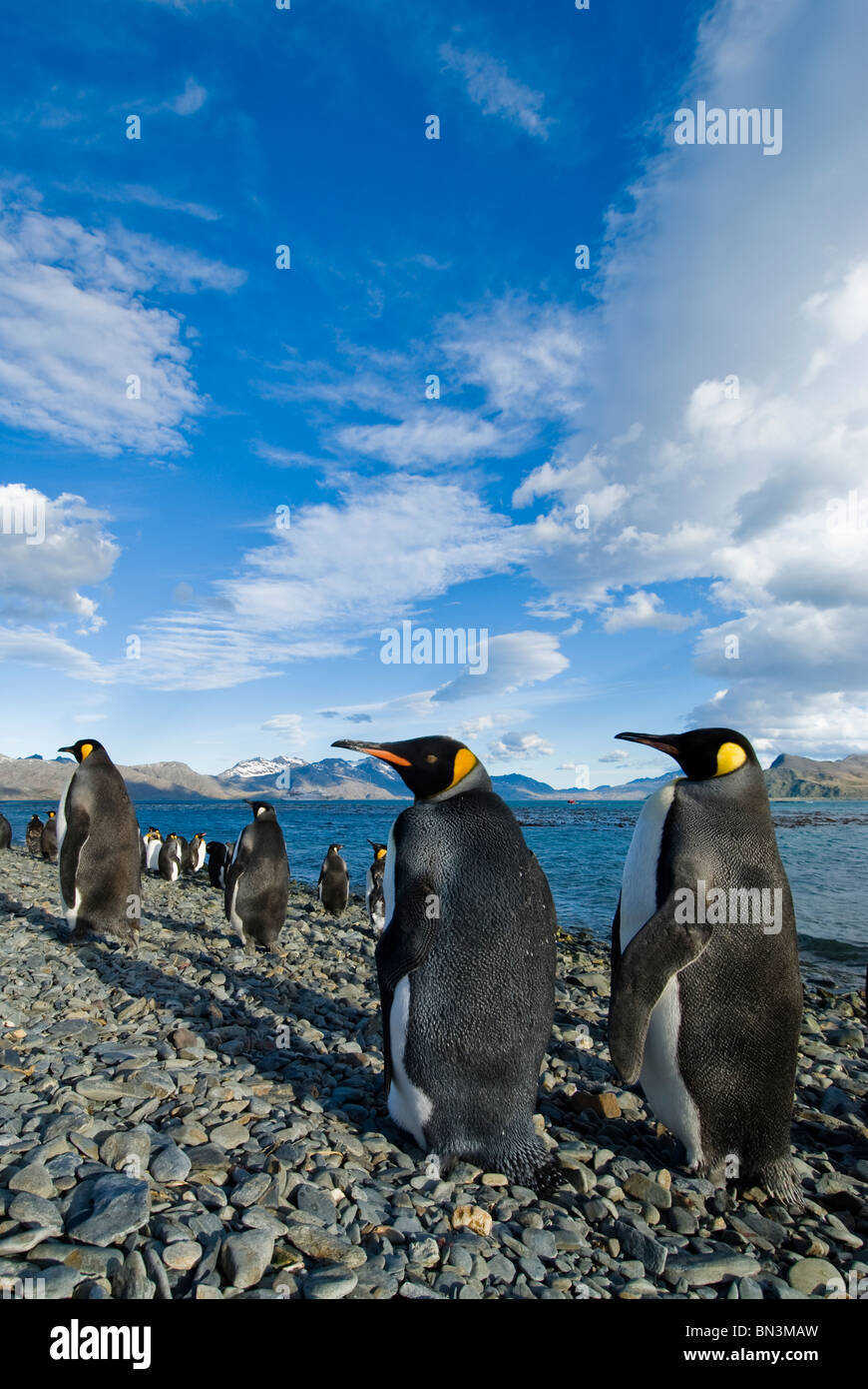 La colonia dei Pinguini Re, Aptenodytes patagonicus, Georgia del Sud Foto Stock