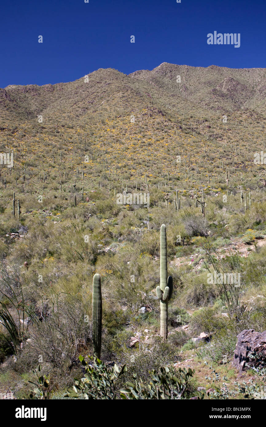 Deserto Sonoran, Arizona, Stati Uniti d'America Foto Stock