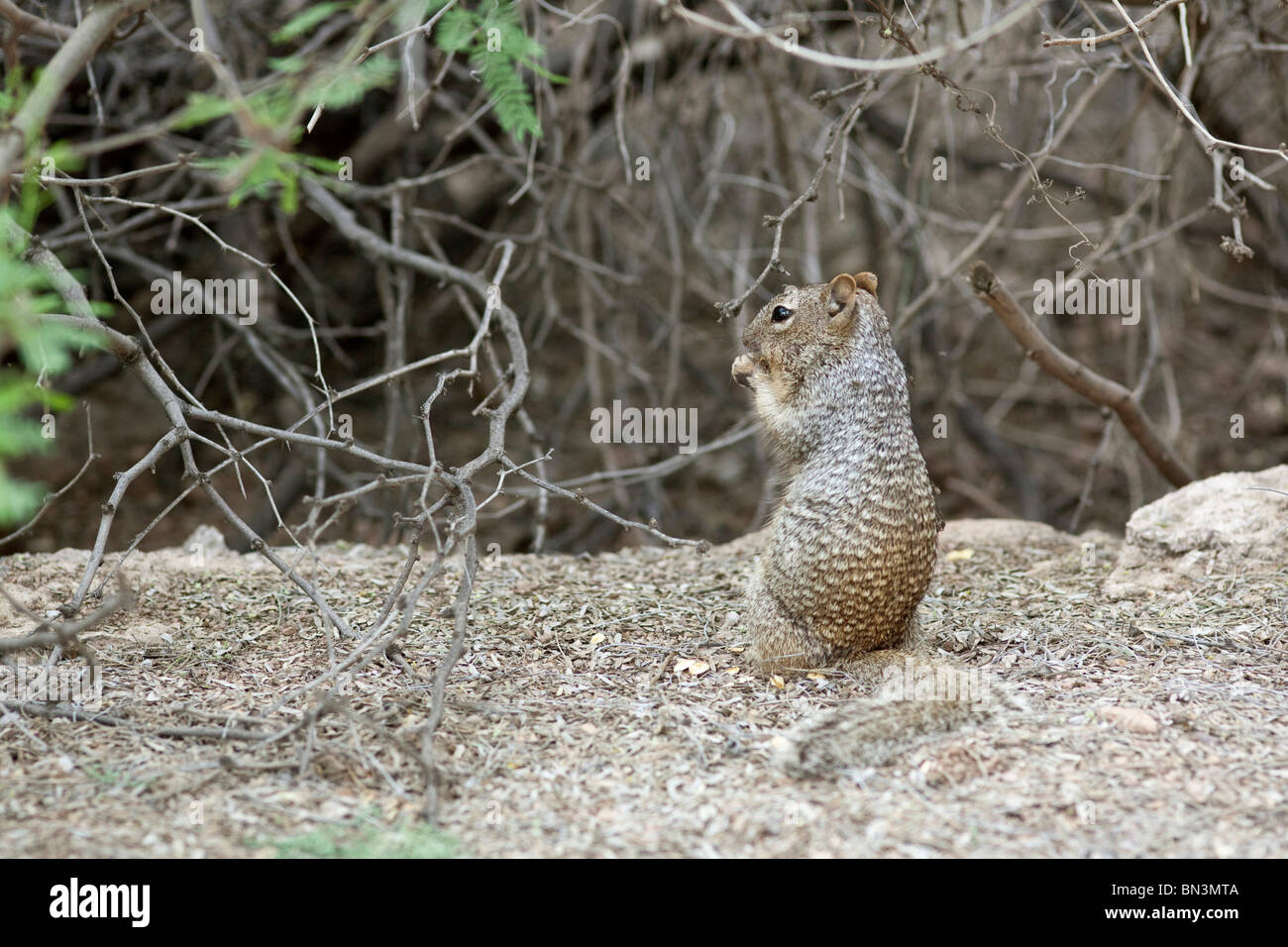 Lo scoiattolo mangiare, Desert Botanical Garden, Phoenix, Arizona, Stati Uniti d'America Foto Stock