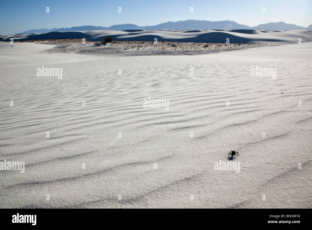 Beetle in sabbia, White Sands National Monument, Nuovo Messico, STATI UNITI D'AMERICA Foto Stock