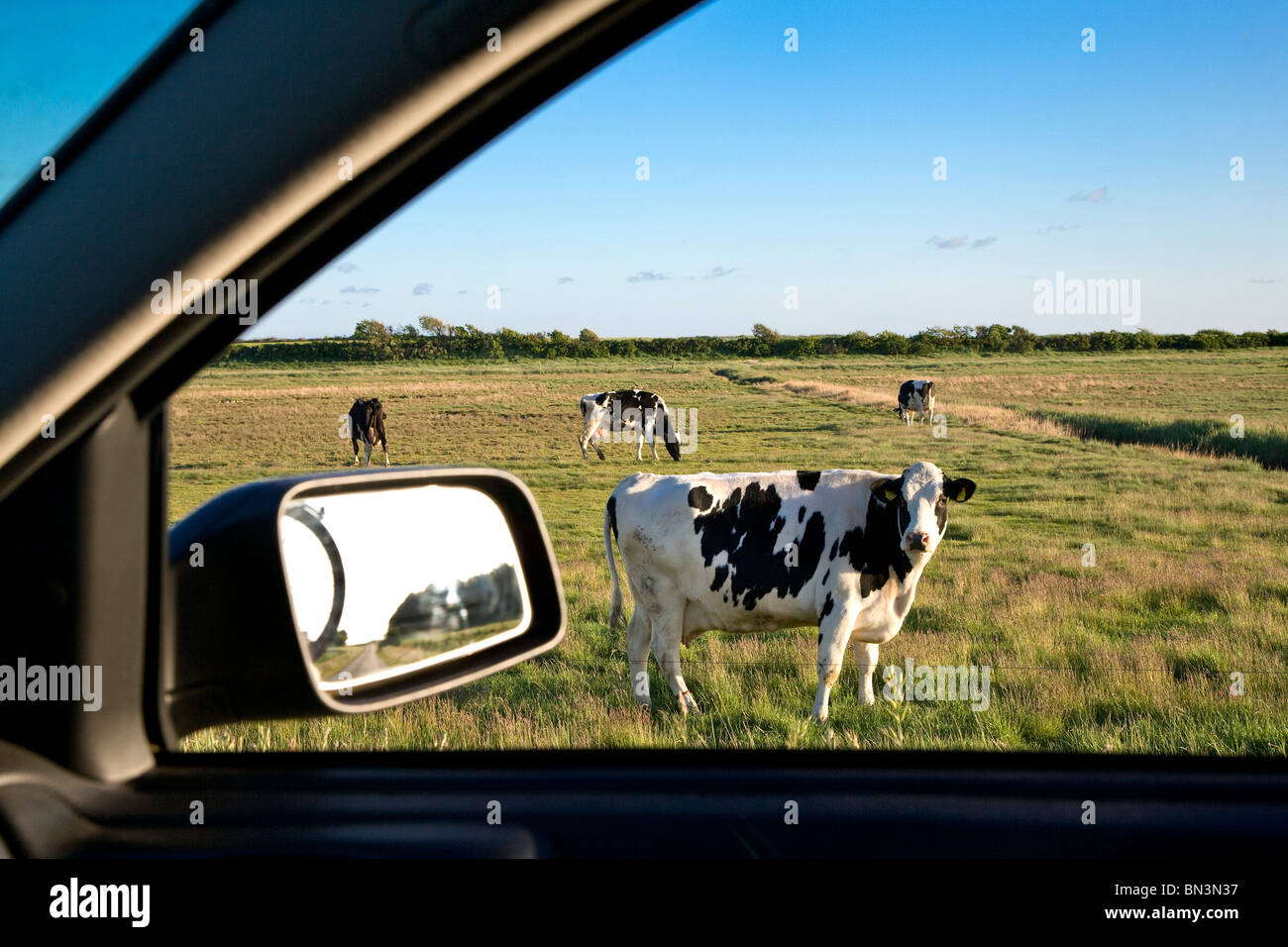 Vista da una finestra auto su un pascolo con mucche, Foehr, Schleswig-Holstein, Germania Foto Stock