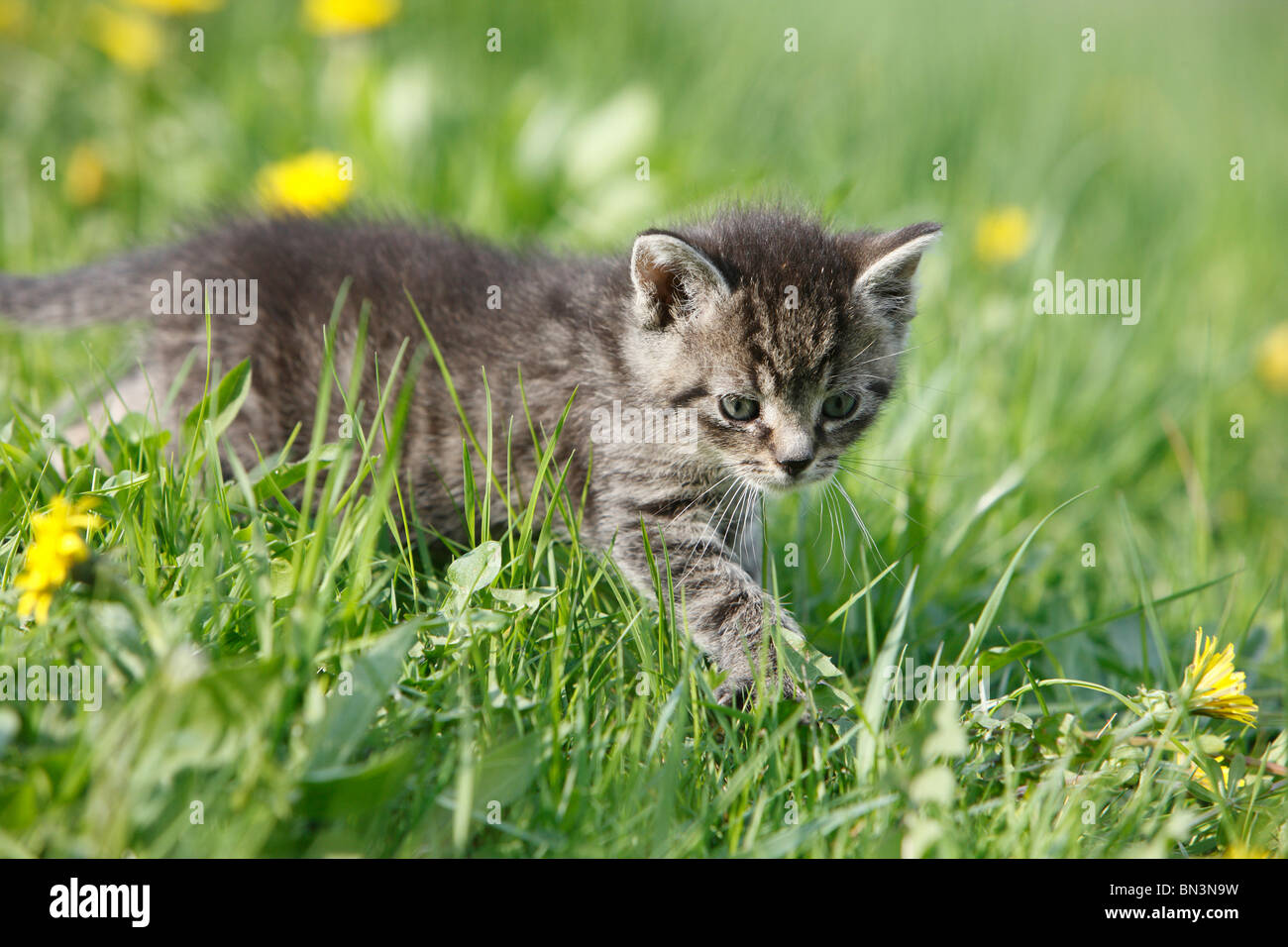 Il gatto domestico, il gatto di casa, European Shorthair (Felis silvestris f. catus), 5 settimane vecchio cucciolo in un prato di tarassaco, Germania Foto Stock