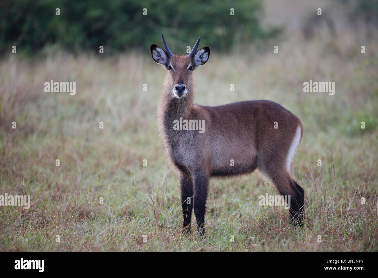 Waterbuck comune, Kobus ellipsiprymnus, Queen Elizabeth National Park, Uganda, Africa orientale, Africa Foto Stock