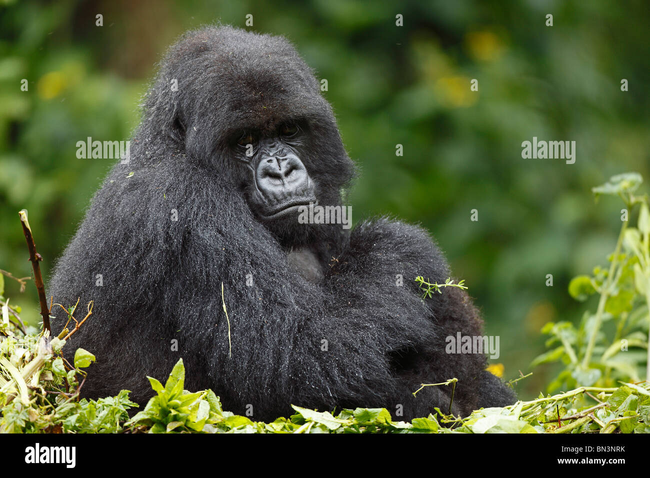 Gorilla di Montagna, Gorilla gorilla beringei e giovani carissimi, il Parco nazionale di Virunga, Africa orientale, Africa Foto Stock