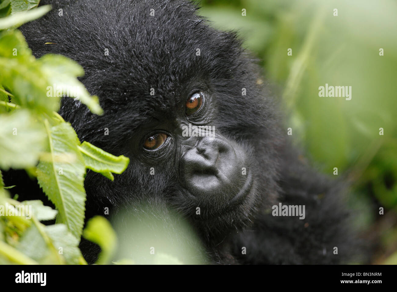Gorilla di Montagna, Gorilla gorilla beringei, il Parco nazionale di Virunga, Africa orientale, Africa Foto Stock