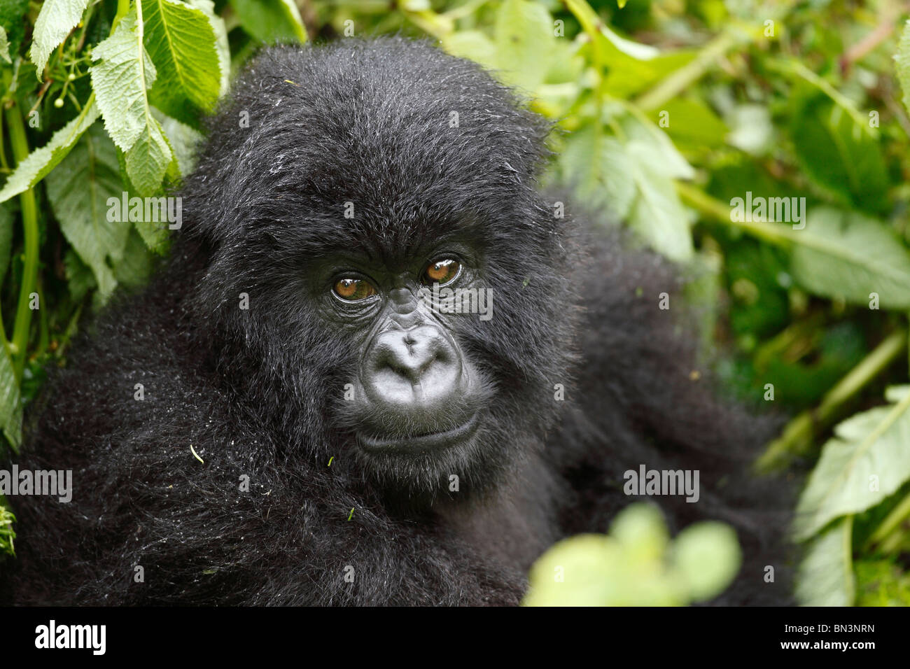 Gorilla di Montagna, Gorilla gorilla beringei, il Parco nazionale di Virunga, Africa orientale, Africa Foto Stock