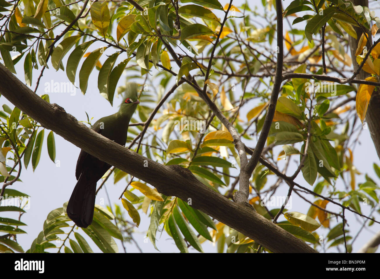 Green's Turaco, Tauraco persa, seduto su un ramo, Gambia, Africa occidentale, Africa Foto Stock