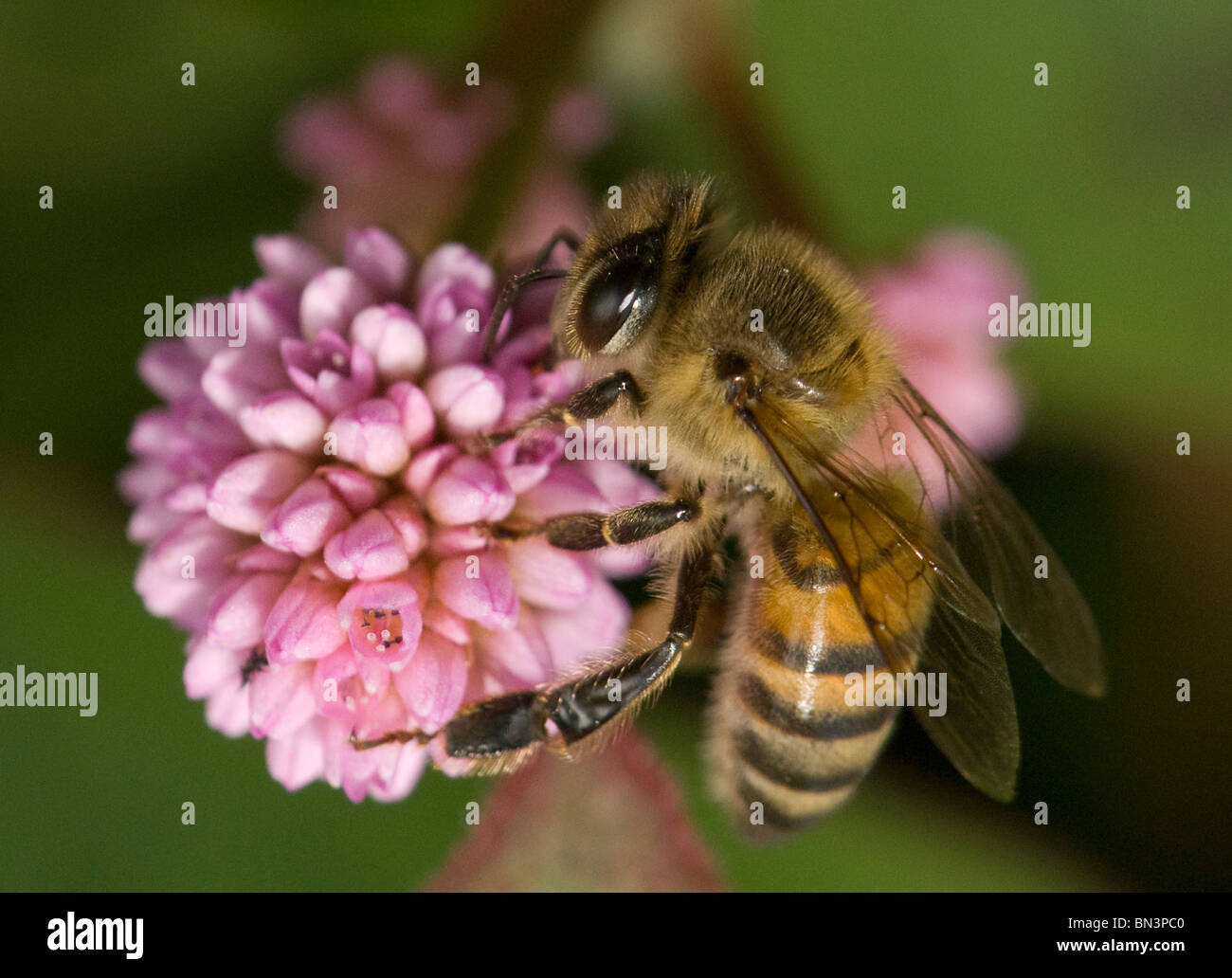 Honeybee rovistando su un fiore Foto Stock