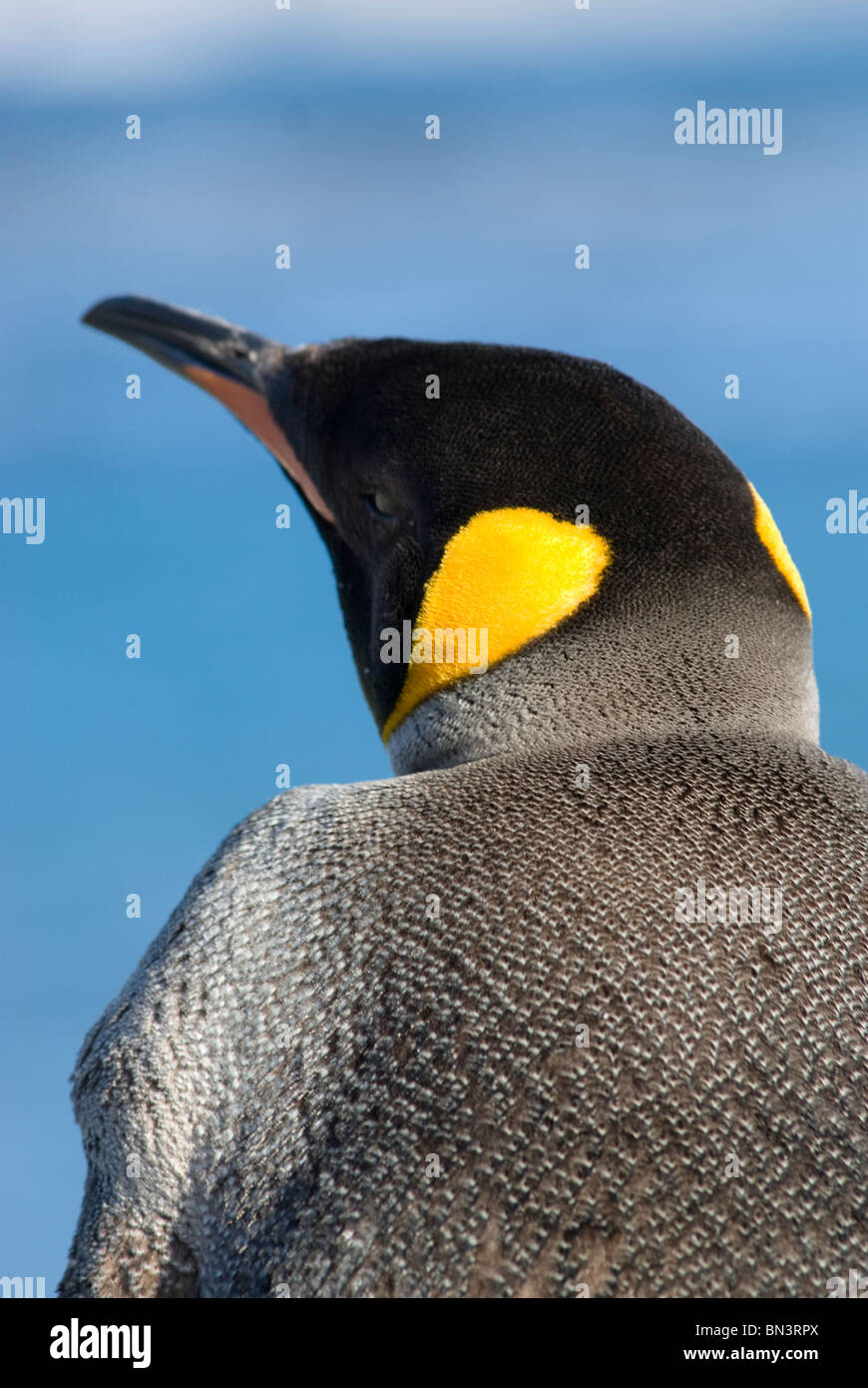 Retro di un pinguino reale, Aptenodytes patagonicus, Georgia del Sud Foto Stock