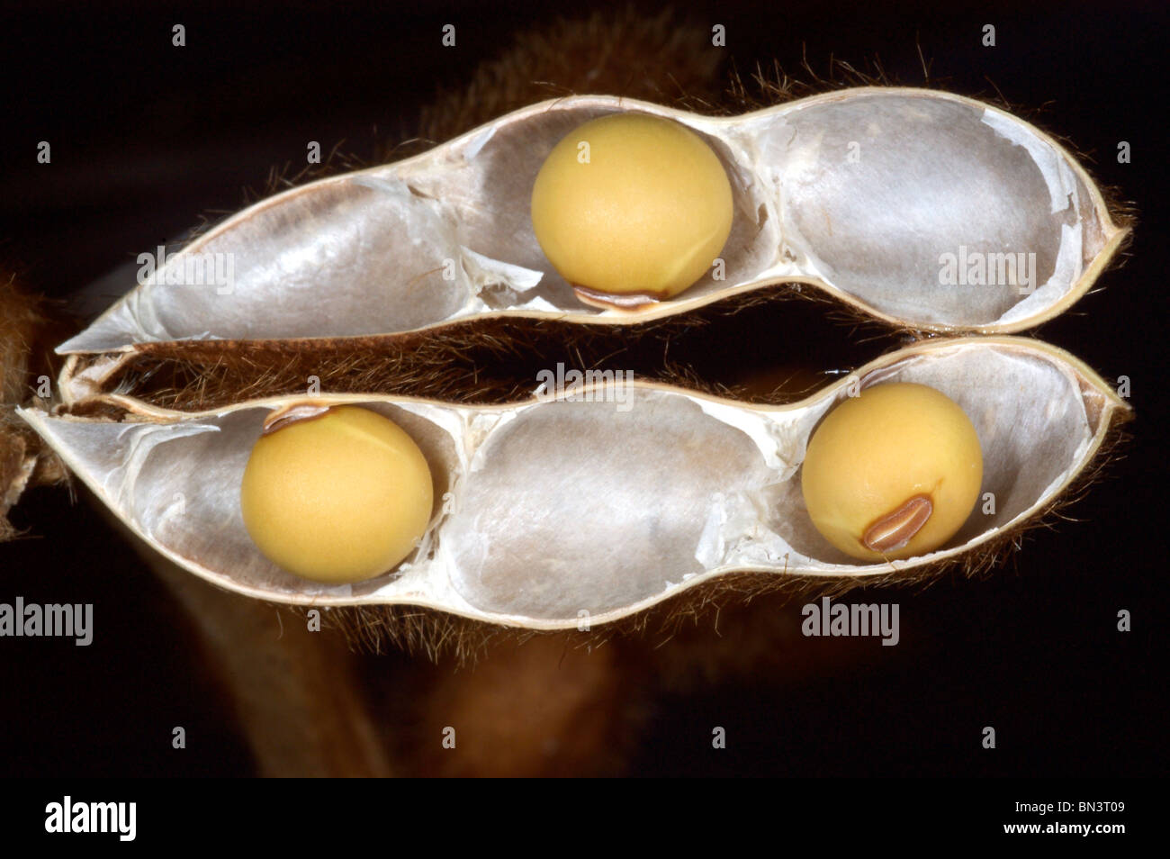 Mature pod di soia aperta per mostrare i semi Foto Stock