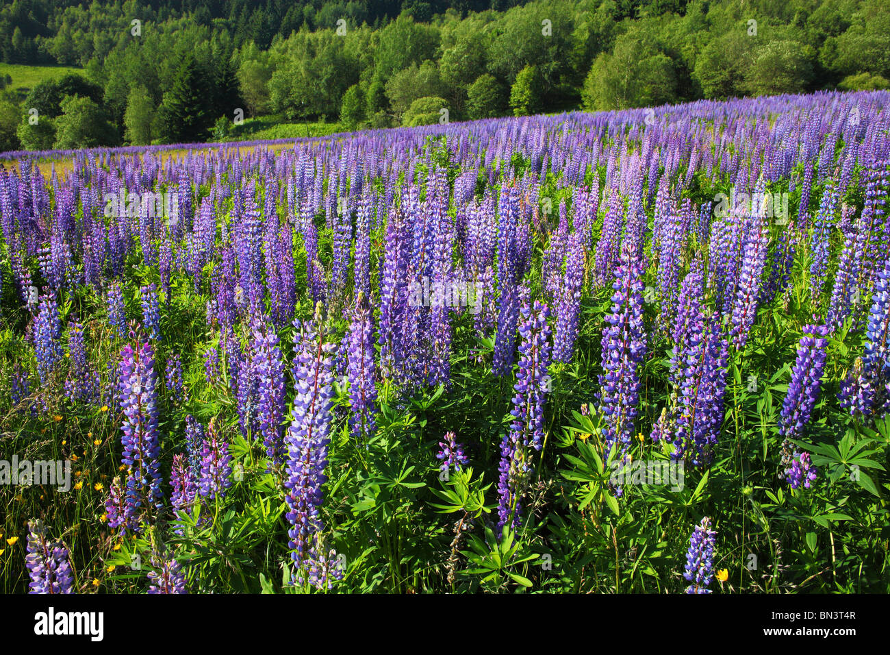 Blu selvaggio di lupini in fiore nel prato di Lupinus Foto Stock