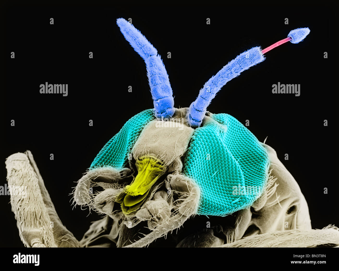 Adulto nero mosca (Simulium yahense) con parassita (Onchocerca volvulus) emergenti da dell'insetto antenna Foto Stock