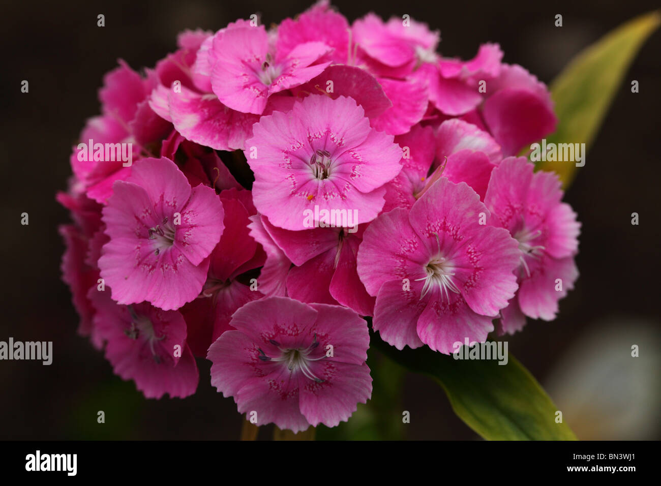 Rosa dolce di garofano wiliams fiori close up Dianthus barbatus Foto Stock