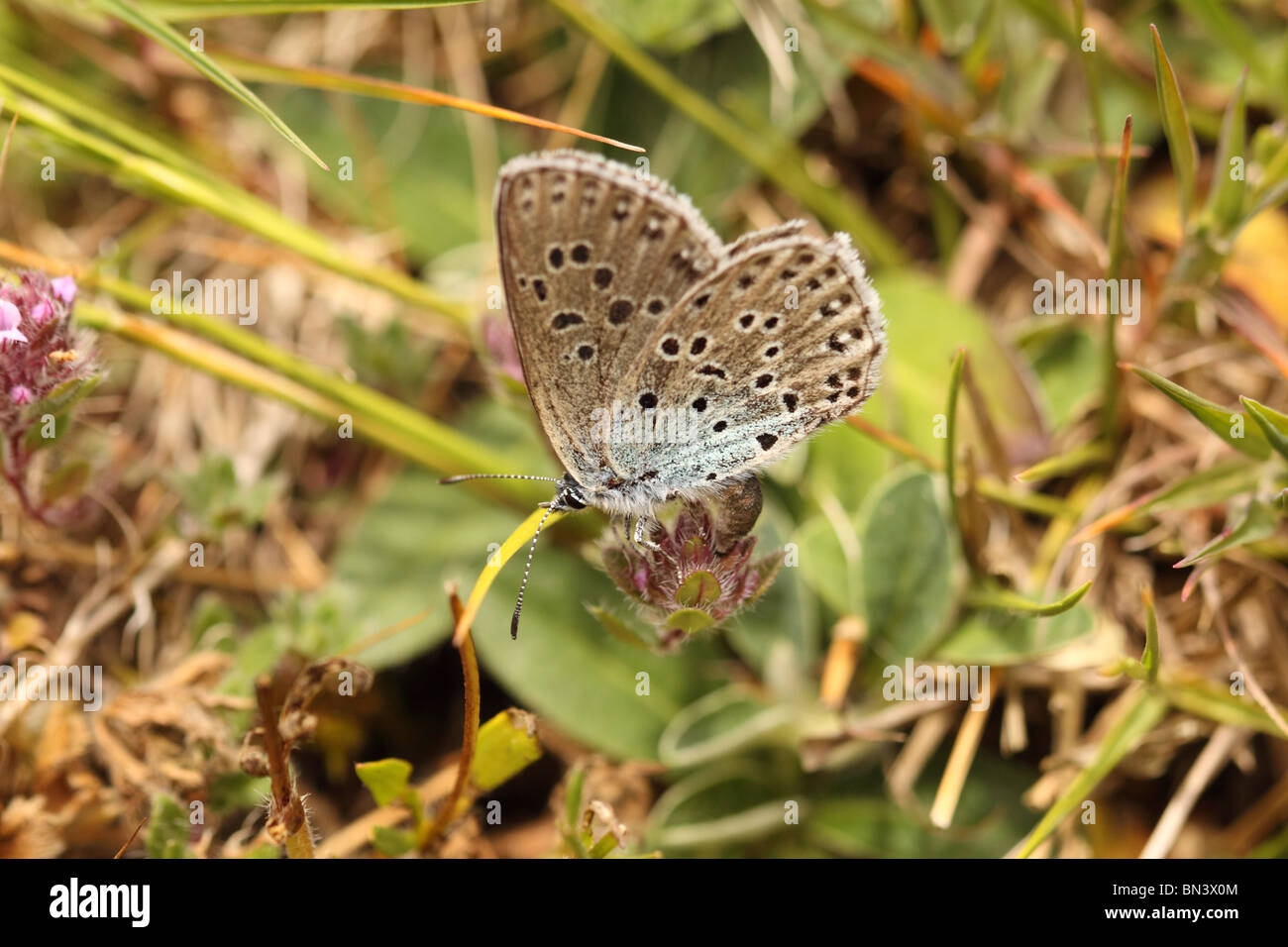 Grandi Blue Butterfly Glaucopsyche arion a Collard Hill nel Somerset estate 2010 Foto Stock