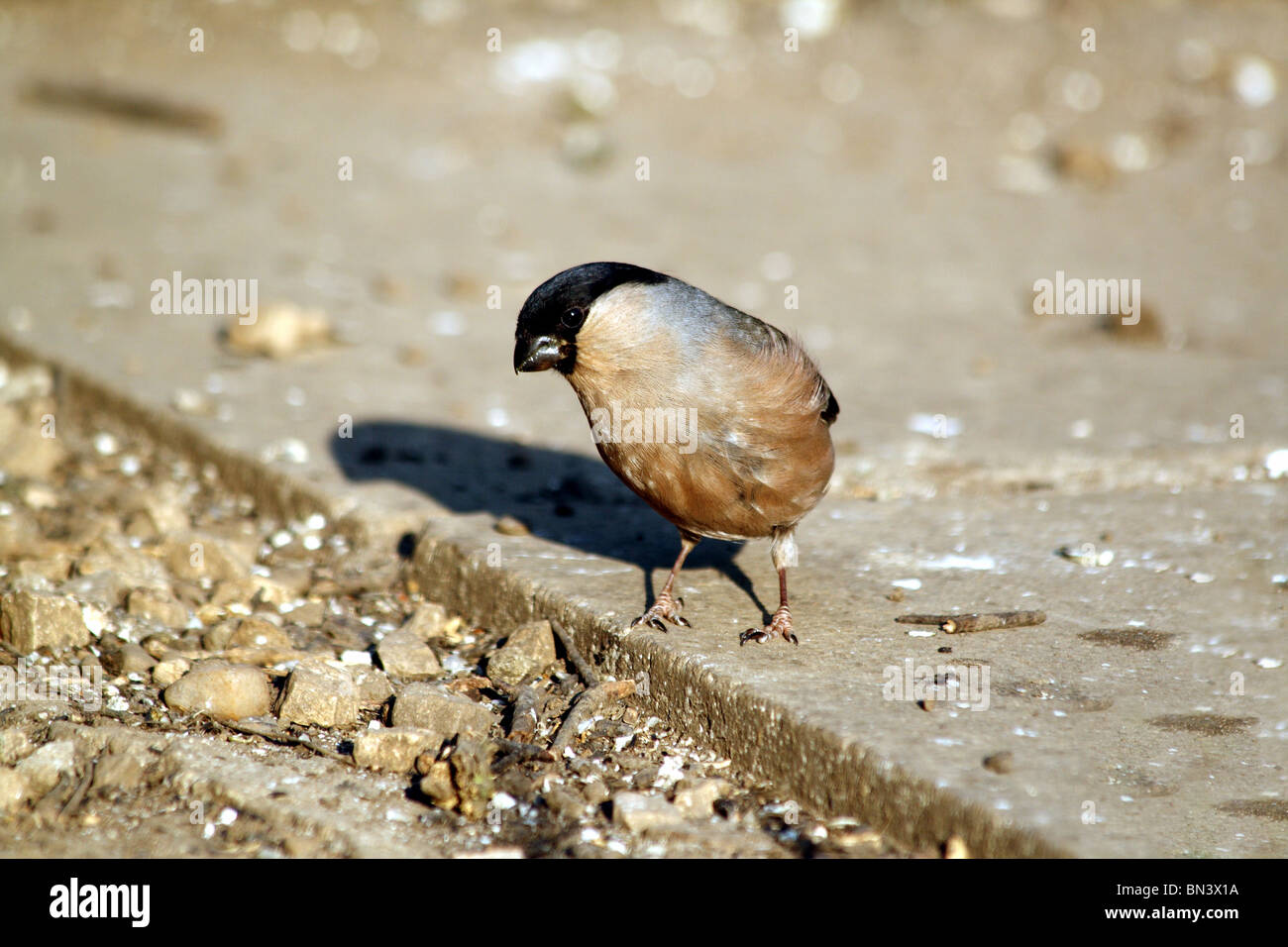 Bullfinch Pyrrhula pyrrhula famiglia Fringillidae uccello femmina Foto Stock