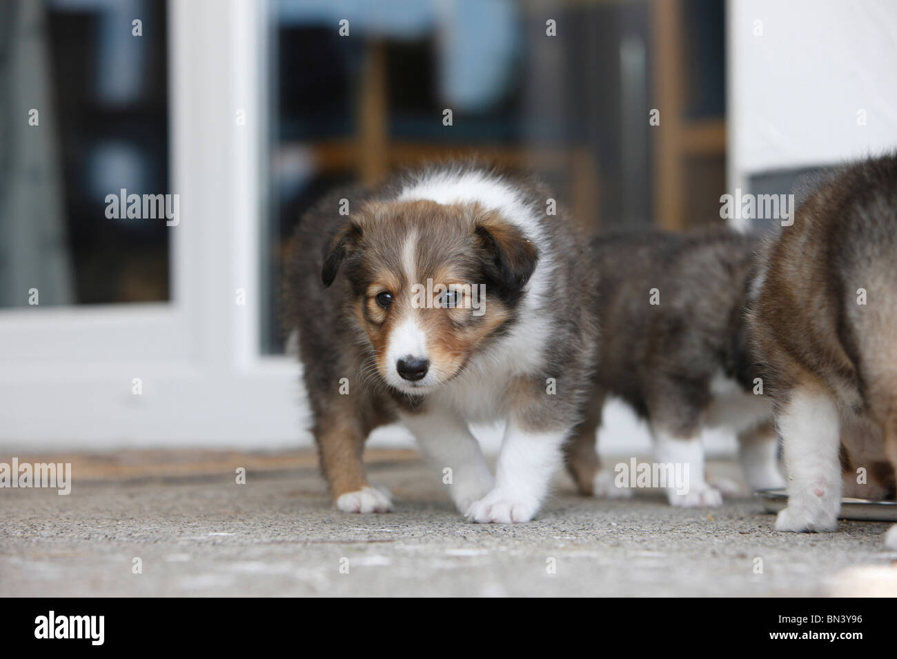Shetland Sheepdog (Canis lupus f. familiaris), cuccioli di casa al piatto di alimentazione, Germania Foto Stock
