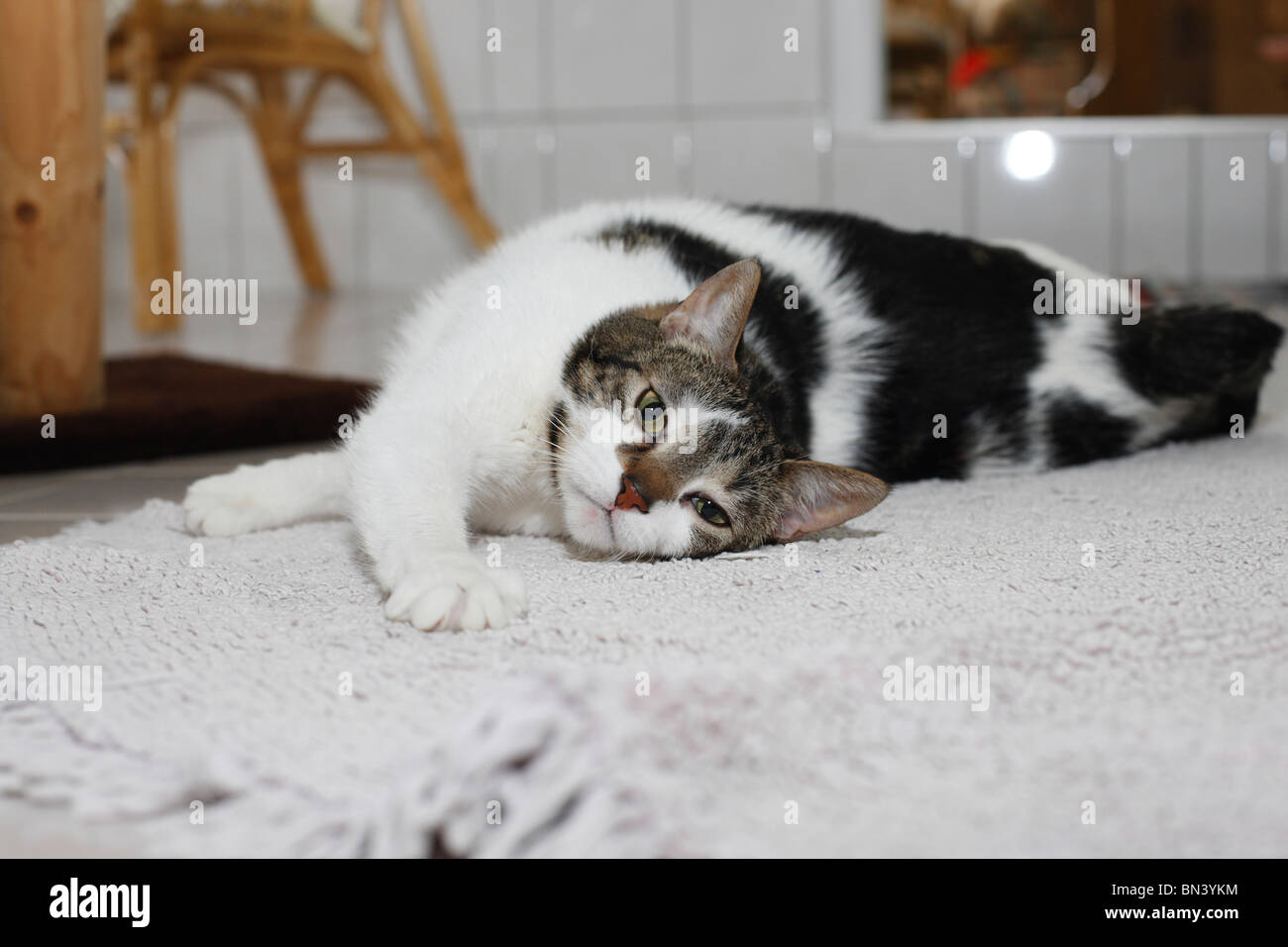 Il gatto domestico, il gatto di casa, European Shorthair (Felis silvestris f. catus), che si stravacca su un tappeto, Germania Foto Stock