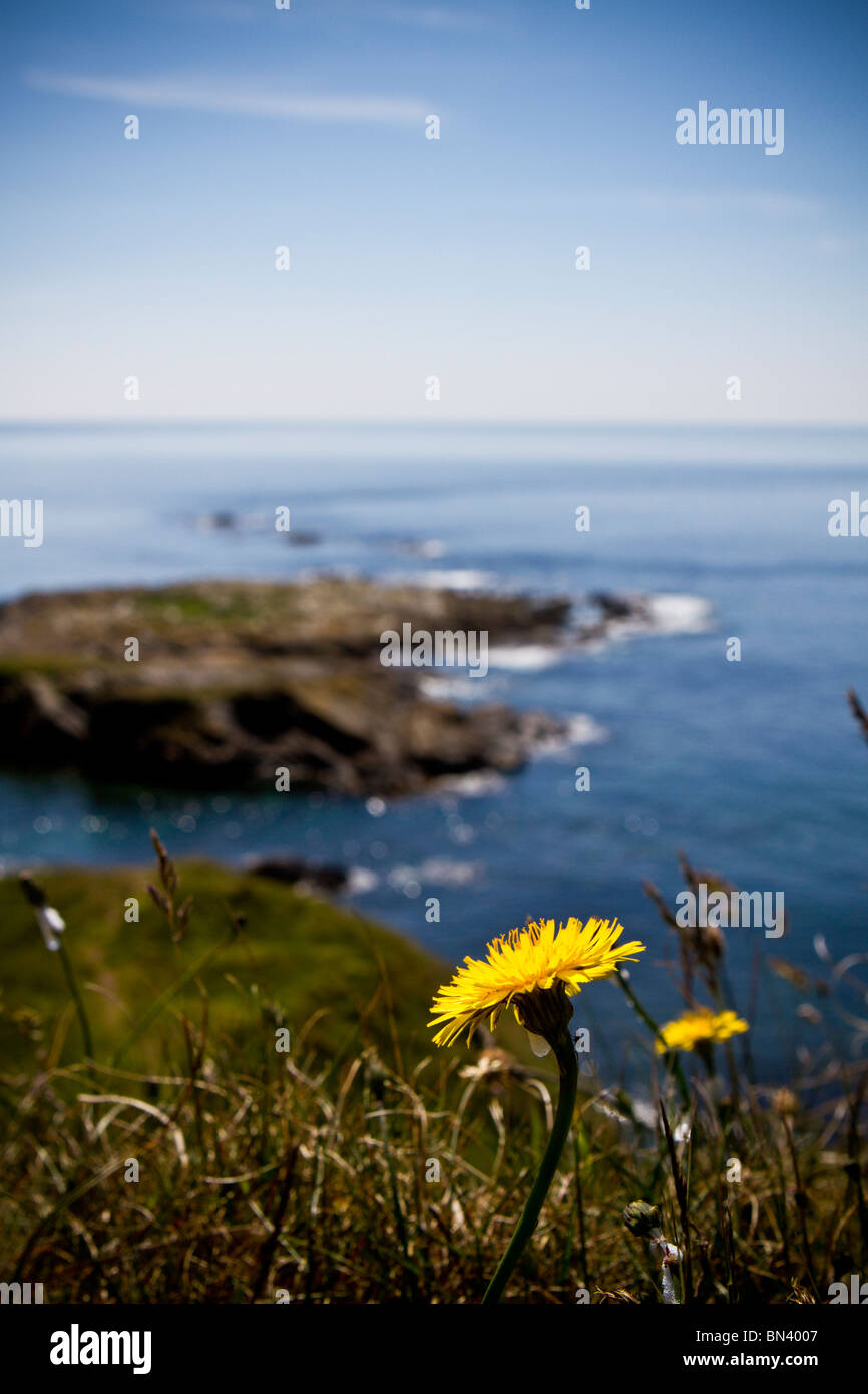 Tarassaco con vista costiera di Isola di Man Foto Stock