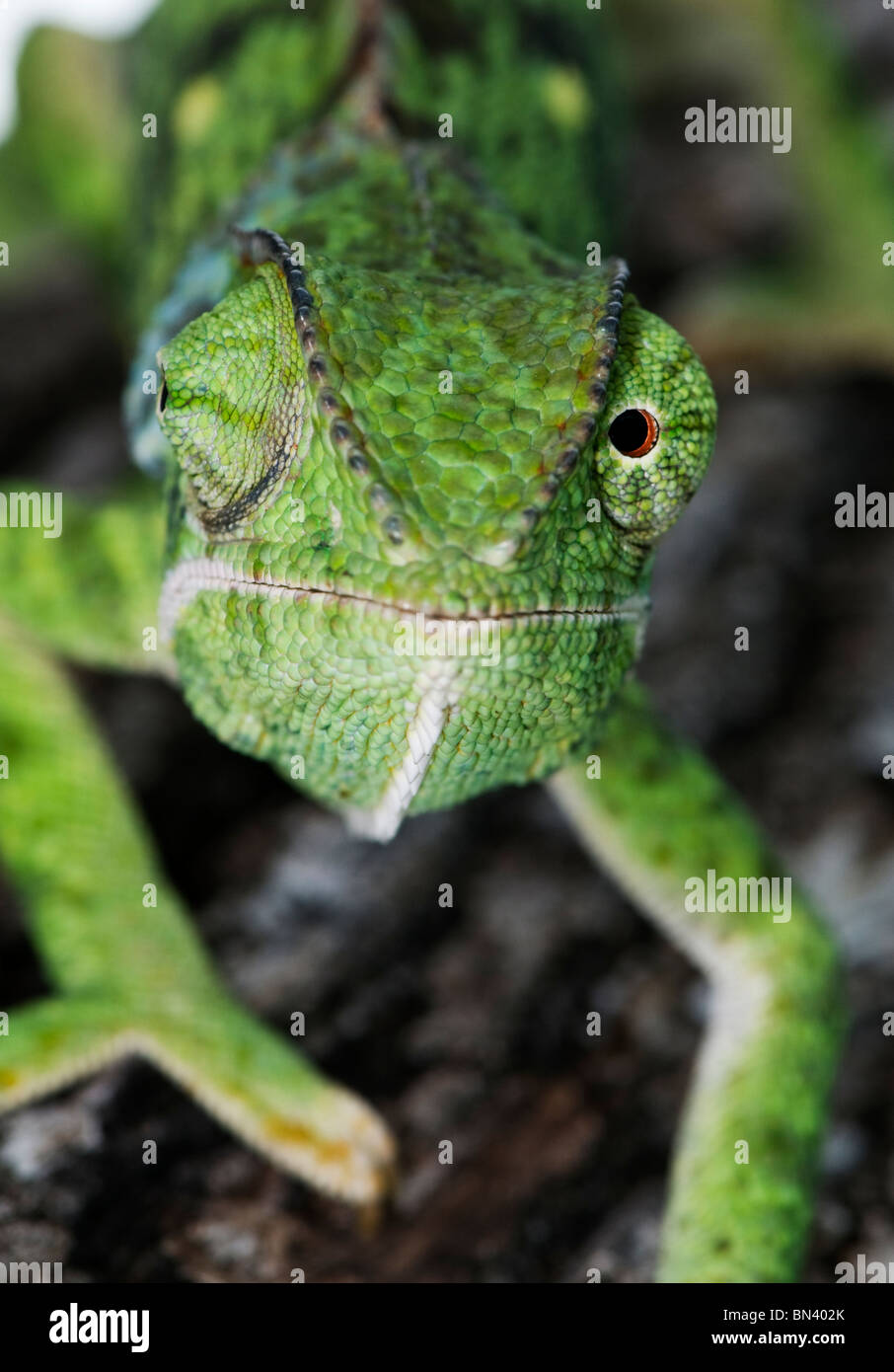 Chiusura del lembo colli, Chameleon Chameleo delepis Foto Stock