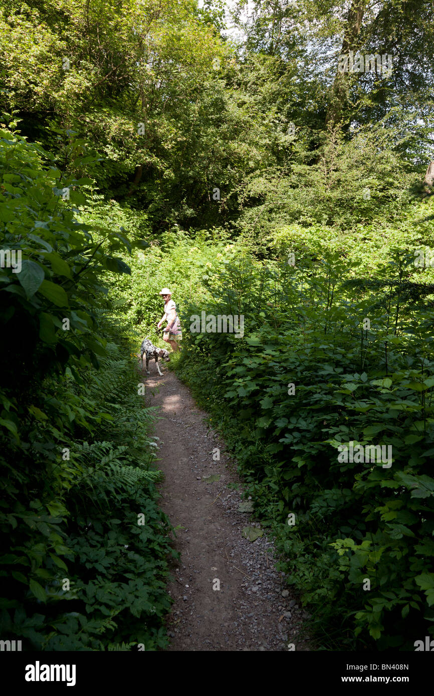 I camminatori con crescente del cane il percorso a zig-zag a Selborne Foto Stock