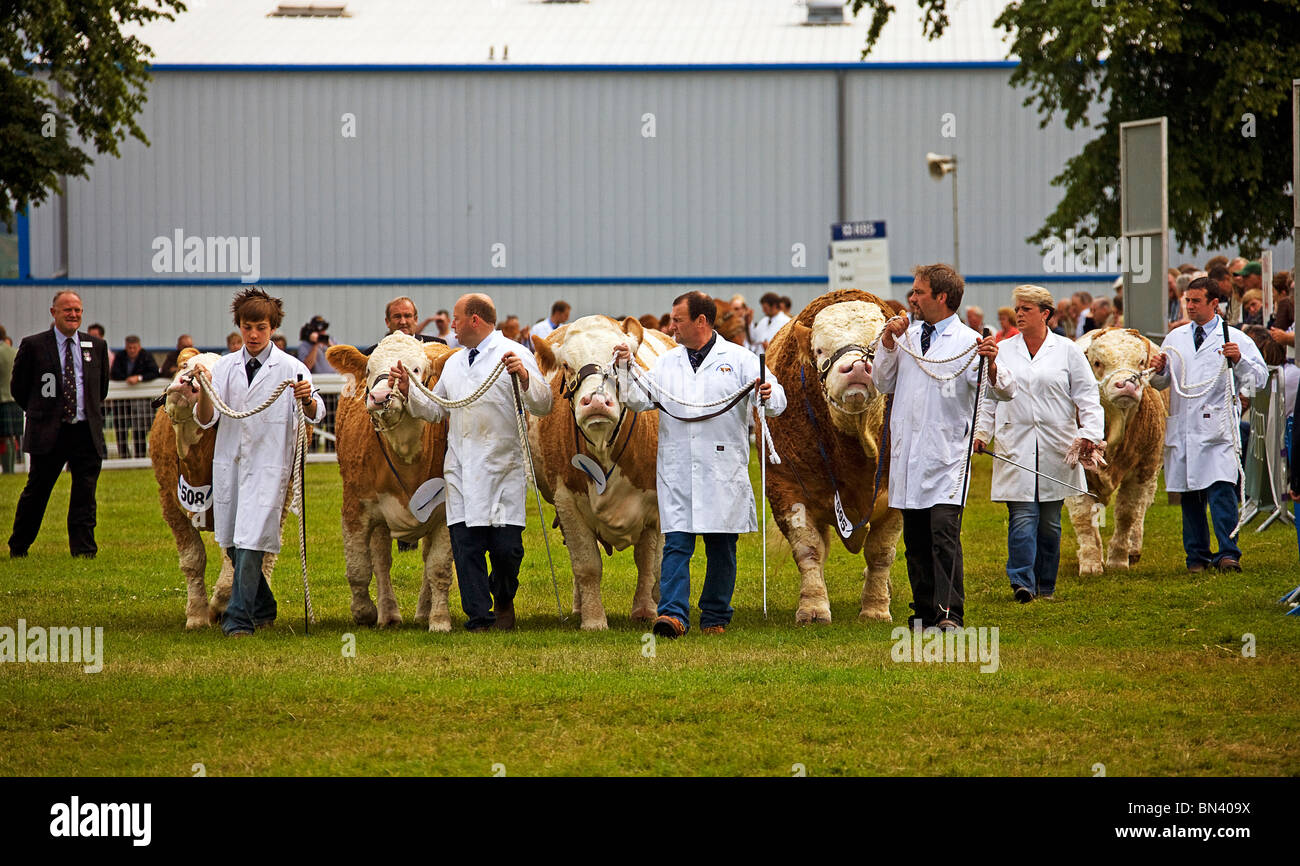 A giudicare i tori.The Royal Highland Show. Edinburgh.Scozia.2010 Foto Stock