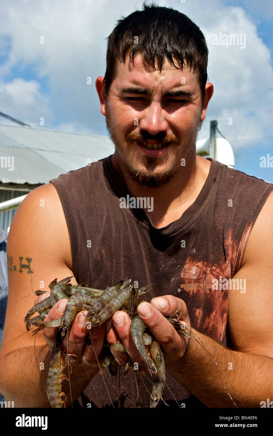 Lavoratore con due grandi manciate di appena catturati Golfo del Messico jumbo bianco Gamberi al pesce Hackberry Cameron parrocchia LA Foto Stock