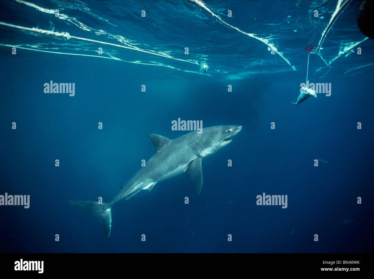 Il grande squalo bianco (Carcharodon carcharias) avvicinamento di tonno di esche, Dangerous Reef, South Australia - grande insenatura Australiano. Foto Stock