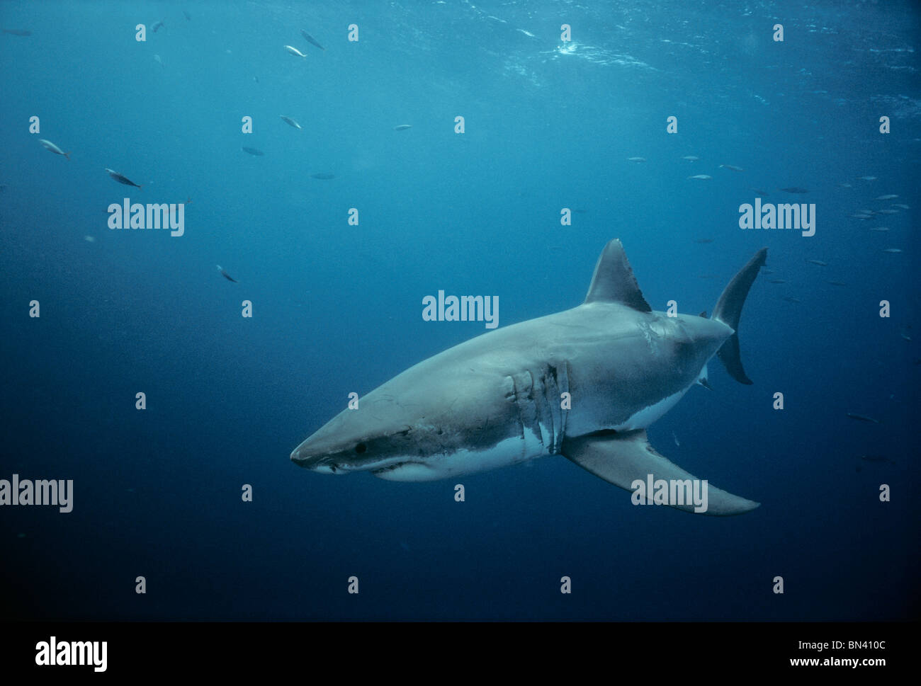 Il grande squalo bianco (Carcharodon carcharias), Dangerous Reef, South Australia - grande insenatura Australiano. Foto Stock