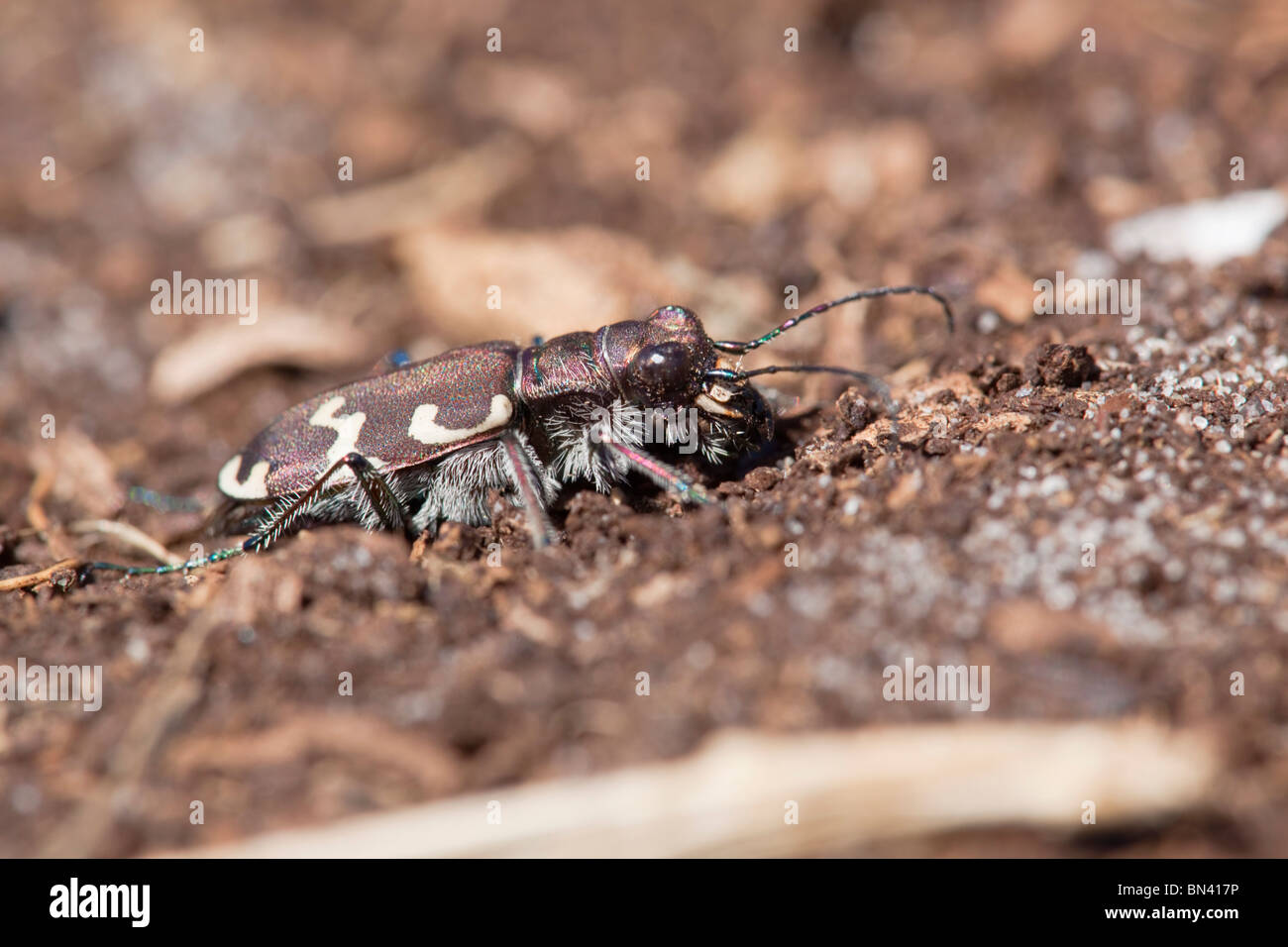 Tiger Beetle; Cicindela hybrida Foto Stock